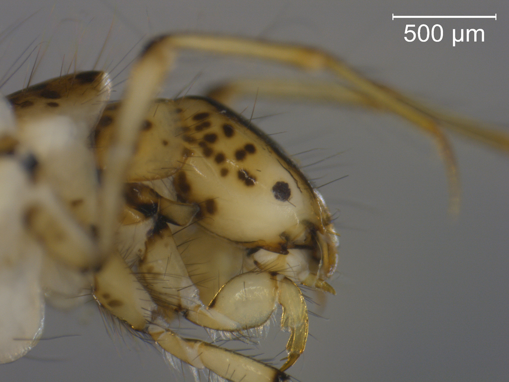 Athripsodes aterrimus